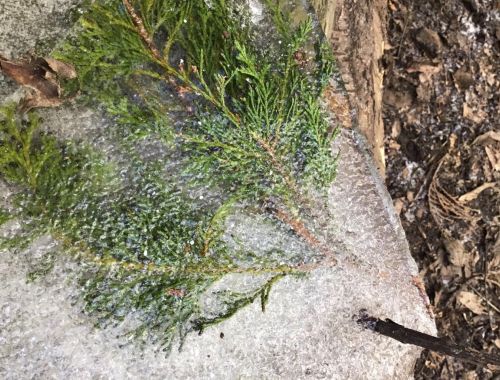 Ice Sculptures Rydes Hill Forest School 3 of 8